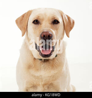 CHIEN - Labrador jaune, gros plan, photo en studio Banque D'Images