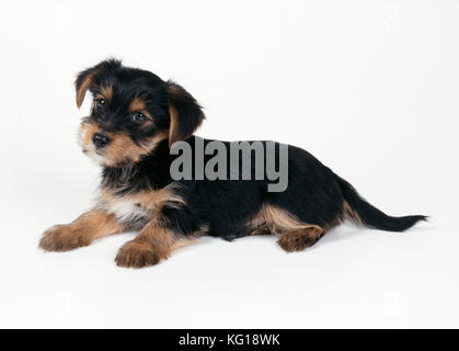 CHIEN - chien de race croisée, Yorkshire Terrier X Jack Russell Cross. couché, studio. Banque D'Images