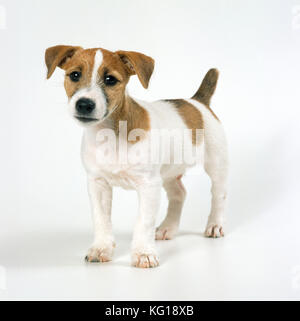 CHIEN - Jack Russell chiot Banque D'Images