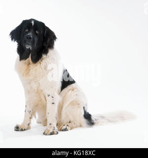 CHIEN - Terre-Neuve assis Banque D'Images