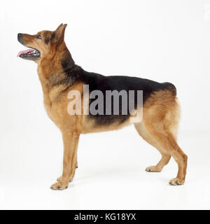 Chien - Rottweiler de race croisée / Berger allemand Banque D'Images