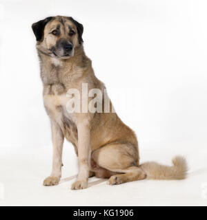 Chien de berger anatolien - (Karabash) Banque D'Images