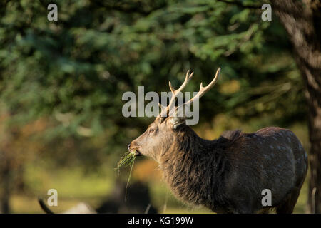 Mandchourie mâle au cerf Sika Deer de Studley Royal Park, Ripon, North Yorkshire, Angleterre, Royaume-Uni. Banque D'Images