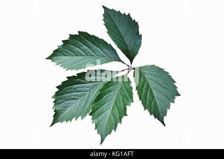 Vert feuilles de vigne vierge (Parthenocissus quinquefolia). isolé sur fond blanc Banque D'Images