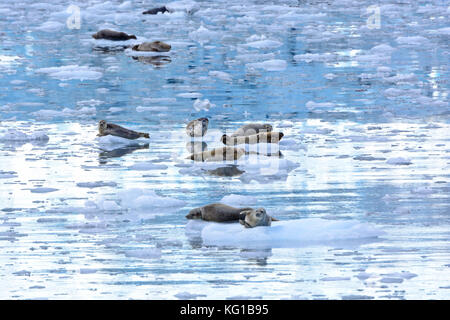 Phoques communs dans un rempli de Glace Bay, près de l'étonnant glacier in Prince William Sound Banque D'Images