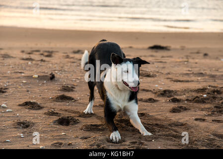 Chien jouant fetch sur une plage au lever du soleil Banque D'Images