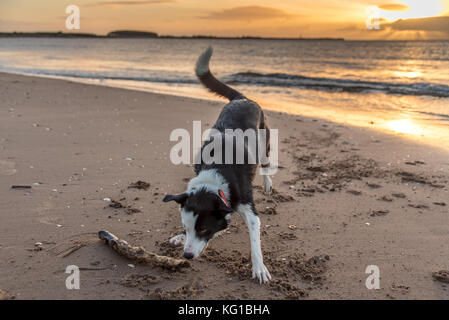 Chien jouant fetch sur une plage au lever du soleil Banque D'Images