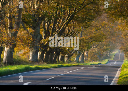 Wimborne, Dorset, UK. 2 novembre 2017. Météo britannique. La plage tree avenue le long de la route B3082 Blandford à Badbury Rings près de Kingston Lacy à Wimborne Dorset en plein dans couleurs d'automne sur une journée de soleil voilé et vent léger. Cette image a été prise à partir d'un droit de passage public. Crédit photo : Graham Hunt/Alamy Live News Banque D'Images