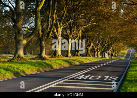 Wimborne, Dorset, UK. 2 novembre 2017. Météo britannique. La plage tree avenue le long de la route B3082 Blandford à Badbury Rings près de Kingston Lacy à Wimborne Dorset en plein dans couleurs d'automne sur une journée de soleil voilé et vent léger. Cette image a été prise à partir d'un droit de passage public. Crédit photo : Graham Hunt/Alamy Live News Banque D'Images