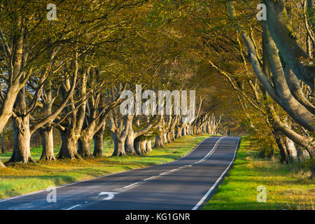 Wimborne, Dorset, UK. 2 novembre 2017. Météo britannique. La plage tree avenue le long de la route B3082 Blandford à Badbury Rings près de Kingston Lacy à Wimborne Dorset en plein dans couleurs d'automne sur une journée de soleil voilé et vent léger. Cette image a été prise à partir d'un droit de passage public. Crédit photo : Graham Hunt/Alamy Live News Banque D'Images