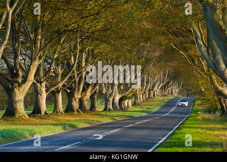 Wimborne, Dorset, UK. 2 novembre 2017. Météo britannique. La plage tree avenue le long de la route B3082 Blandford à Badbury Rings près de Kingston Lacy à Wimborne Dorset en plein dans couleurs d'automne sur une journée de soleil voilé et vent léger. Cette image a été prise à partir d'un droit de passage public. Crédit photo : Graham Hunt/Alamy Live News Banque D'Images