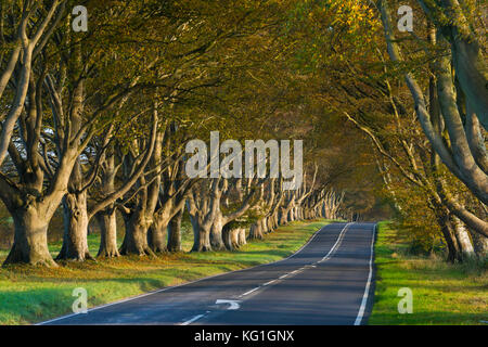 Wimborne, Dorset, UK. 2 novembre 2017. Météo britannique. La plage tree avenue le long de la route B3082 Blandford à Badbury Rings près de Kingston Lacy à Wimborne Dorset en plein dans couleurs d'automne sur une journée de soleil voilé et vent léger. Cette image a été prise à partir d'un droit de passage public. Crédit photo : Graham Hunt/Alamy Live News Banque D'Images