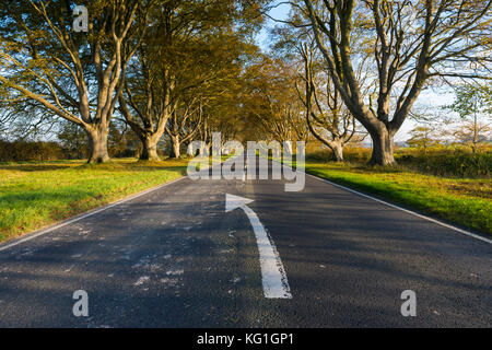 Wimborne, Dorset, UK. 2 novembre 2017. Météo britannique. La plage tree avenue le long de la route B3082 Blandford à Badbury Rings près de Kingston Lacy à Wimborne Dorset en plein dans couleurs d'automne sur une journée de soleil voilé et vent léger. Cette image a été prise à partir d'un droit de passage public. Crédit photo : Graham Hunt/Alamy Live News Banque D'Images