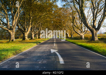 Wimborne, Dorset, UK. 2 novembre 2017. Météo britannique. La plage tree avenue le long de la route B3082 Blandford à Badbury Rings près de Kingston Lacy à Wimborne Dorset en plein dans couleurs d'automne sur une journée de soleil voilé et vent léger. Cette image a été prise à partir d'un droit de passage public. Crédit photo : Graham Hunt/Alamy Live News Banque D'Images