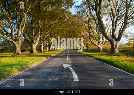 Wimborne, Dorset, UK. 2 novembre 2017. Météo britannique. La plage tree avenue le long de la route B3082 Blandford à Badbury Rings près de Kingston Lacy à Wimborne Dorset en plein dans couleurs d'automne sur une journée de soleil voilé et vent léger. Cette image a été prise à partir d'un droit de passage public. Crédit photo : Graham Hunt/Alamy Live News Banque D'Images