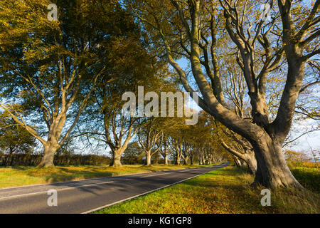 Wimborne, Dorset, UK. 2 novembre 2017. Météo britannique. La plage tree avenue le long de la route B3082 Blandford à Badbury Rings près de Kingston Lacy à Wimborne Dorset en plein dans couleurs d'automne sur une journée de soleil voilé et vent léger. Cette image a été prise à partir d'un droit de passage public. Crédit photo : Graham Hunt/Alamy Live News Banque D'Images