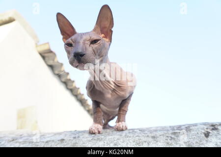 Race de chat sphynx se trouve dans la rue Banque D'Images