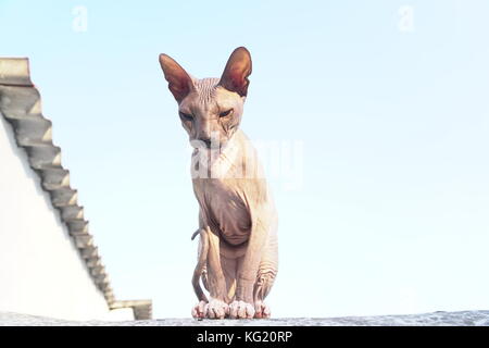 Race de chat sphynx se trouve dans la rue Banque D'Images