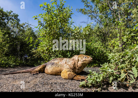 Iguane terrestre des Galapagos adultes (Conolophus subcristatus) en pèlerin urbina bay, l'île Isabela, Galapagos, Equateur, Amérique du Sud Banque D'Images