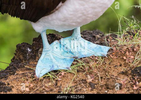 Fou Pieds Bleus Sula Nebouxii En Vol Basse Altitude Au dessus De fou-pieds-bleus-sula-nebouxii-en-vol-basse-altitude-au-dessus-de