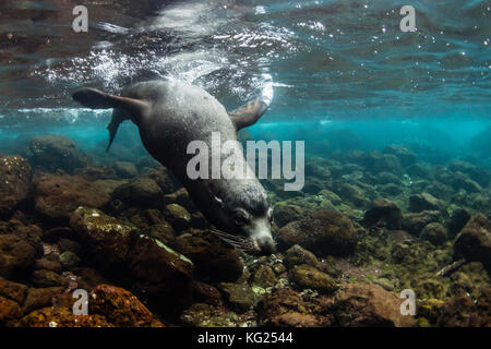 Galapagos bull (zalophus wollebaeki) sous l'eau à l'île de Santiago, Galapagos, Equateur, Amérique du Sud Banque D'Images