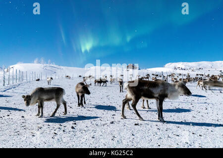 Troupeau de rennes dans le cadre de Northern Lights (aurores boréales), abisko, kiruna municipalité, comté de Norrbotten, Laponie, Finlande, Scandinavie, Europe Banque D'Images