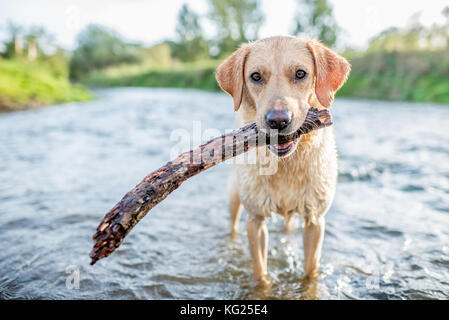 Labrador dans une rivière avec un bâton, Oxfordshire, Angleterre, Royaume-Uni, Europe Banque D'Images