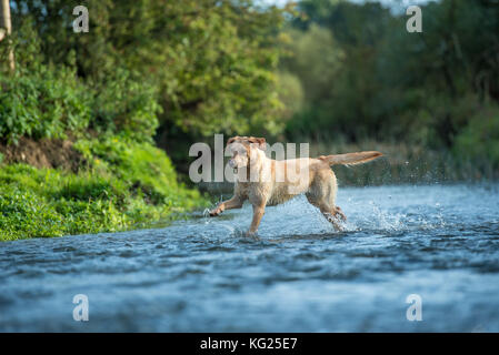 Labrador dans une rivière, Oxfordshire, Angleterre, Royaume-Uni, Europe Banque D'Images