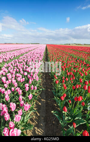 Tulipes roses et rouges dans le vaste domaine, yersekendam, province de Zélande, Pays-Bas, Europe Banque D'Images