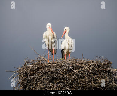 Couple de cigognes blanches sur son nid, Silves, Algarve, Portugal, Europe Banque D'Images