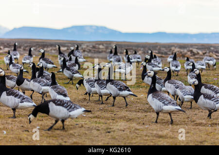 Bernache nonnette (Branta leucopsis), Monte Carlo, Norvège, Europe Banque D'Images