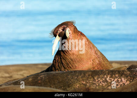 Le morse (Odobenus rosmarus), kapp lee, Spitsbergen, Svalbard, Norvège, Europe, de l'Arctique Banque D'Images