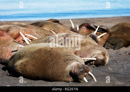 Le morse (Odobenus rosmarus), kapp lee, Spitsbergen, Svalbard, Norvège, Europe, de l'Arctique Banque D'Images