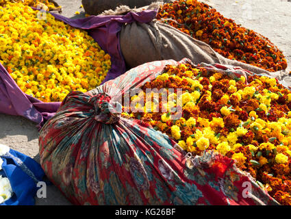 Jaune coupe tagètes, pesé et emballé dans des faisceaux de tissu, à vendre au petit matin marché aux fleurs, Jaipur, Rajasthan, Inde, Asie Banque D'Images