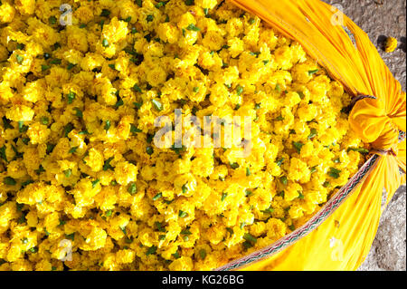 Jaune coupe tagètes, pesé et emballé dans un tissu de coton, en vente au petit matin marché aux fleurs, Jaipur, Rajasthan, Inde, Asie Banque D'Images