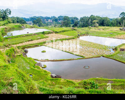 De rizières et de montagnes, Tana Toraja, Sulawesi, Indonésie, Asie du Sud, Asie Banque D'Images