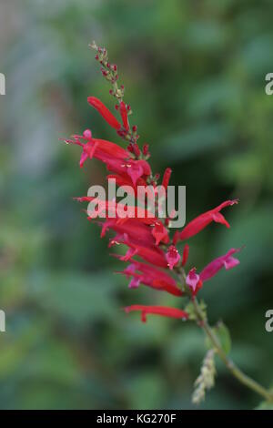 Salvia elegans 'Scarlet' Ananas Banque D'Images