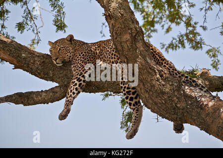 Leopard (Panthera pardus) détente dans un arbre, le parc national du Serengeti, Tanzanie, Afrique orientale, Afrique du Sud Banque D'Images