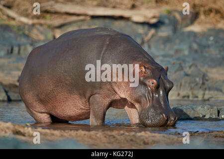 Hippopotame (Hippopotamus amphibius), parc national de Serengeti, Tanzanie, Afrique orientale, Afrique du Sud Banque D'Images