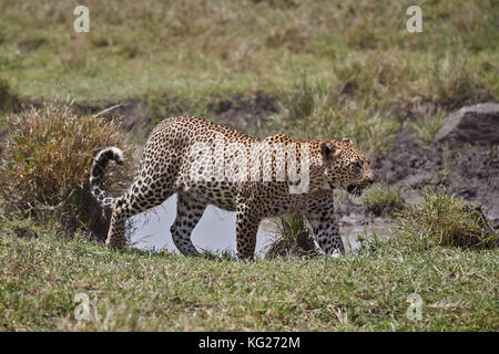 Leopard (Panthera pardus), le parc national du Serengeti, Tanzanie, Afrique orientale, Afrique du Sud Banque D'Images