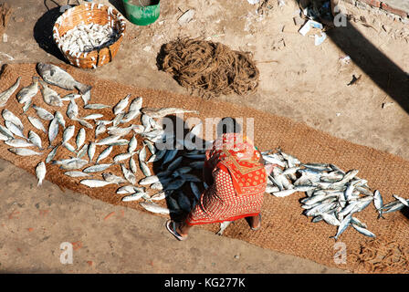 Les prises de poissons frais tri femme, étalées sur des nattes de coco et laissé au soleil pour sécher, pamban straits, rameshwaram, Tamil Nadu, Inde, Asie Banque D'Images