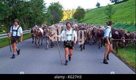 Viehscheid, la conduite annuelle du bétail de l'été, les pâturages de montagne dans la vallée, schoellang, allgau, Bavaria, Germany, Europe Banque D'Images