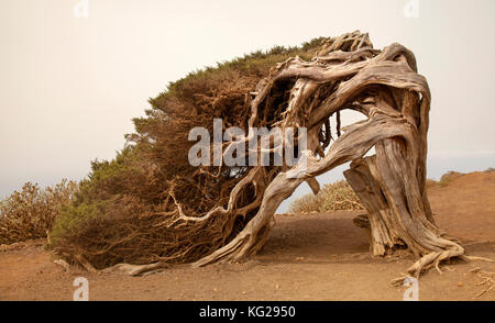 La Sabina, l'arbre du vent, juniper juniper en forme d'arbre qui pousse dans la région appelée el sabinal. Ce spécimen est le symbole de l'isl Banque D'Images