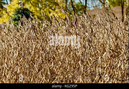 Prêt pour la récolte des haricots de soja scène d'automne Banque D'Images