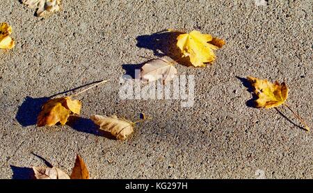 Feuilles d'automne sur le trottoir Banque D'Images