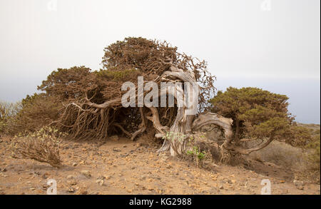 El hierro, îles canaries, el sabinal - site où le vent juniper en forme les arbres pousser. calima, sable saharien en suspension dans l'air, blanchit le ciel Banque D'Images