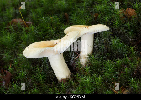 Gallentäubling, Gallen-Täubling, Russula fellea, Russula ochracea, Russula parfumé au géranium, Russule amer, Geranium Brittlegill champignon, Geranium B. Banque D'Images