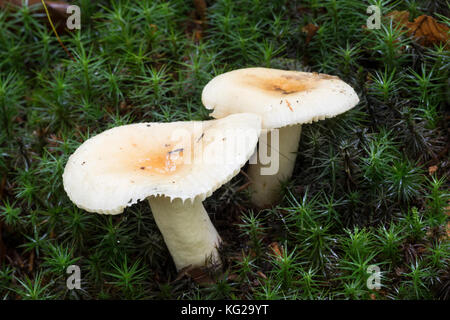 Gallentäubling, Gallen-Täubling, Russula fellea, Russula ochracea, Russula parfumé au géranium, Russule amer, Geranium Brittlegill champignon, Geranium B. Banque D'Images