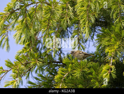 Goldcrest, Regulus regulus, seul adulte perché en conifères. Worcestershire, Royaume-Uni. Banque D'Images