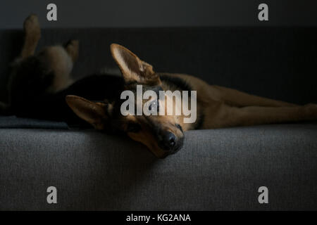 Bâtard de chien berger allemand de type étendu sur le canapé gris. Soirée photo Banque D'Images